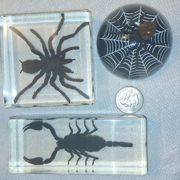 Black Insect Display Set - Picture 2 of 2